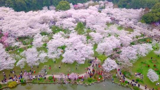 春天武汉东湖樱园樱花盛开