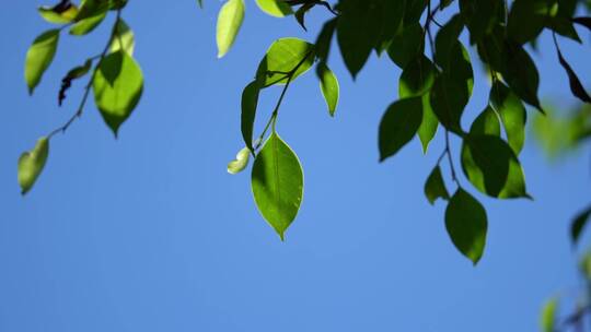 蓝天绿叶夏天空镜头