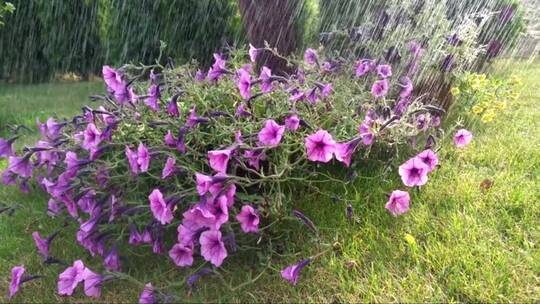 被雨水浇灌的花丛