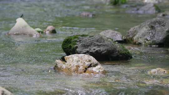 蜻蜓飞舞山谷溪流间