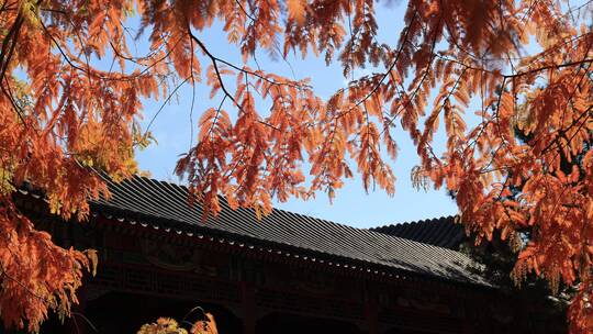 秋天北京中山公园的橙黄色的水杉
