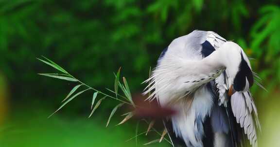 湖边歇息的白鹭鸟