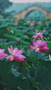 荷花自然涟漪露水池塘开花莲蓬公园花瓣雨诗