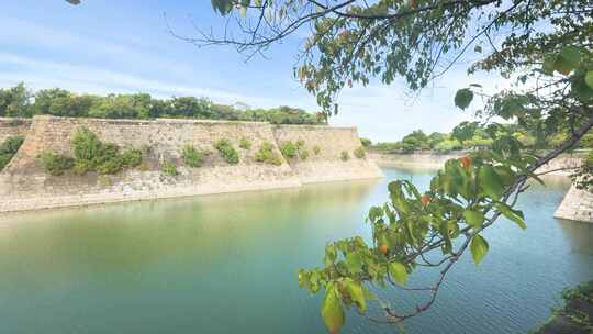 日本大阪城公园 护城河 湖边樱花树 8510