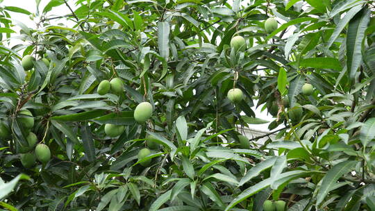 芒果树上的果实