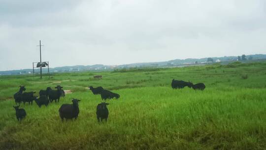 实拍草原上牛羊成群吃草