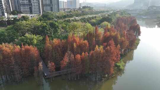 中国广东省广州市黄埔区知识城凤凰湖水杉