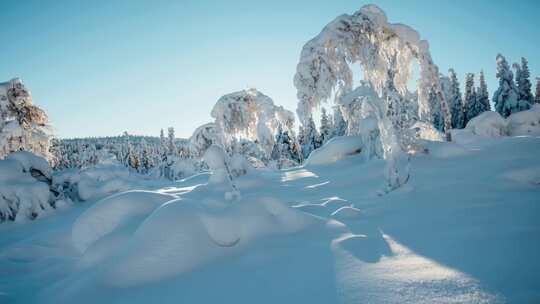 4k冬天阳光照射树木冰雕延时