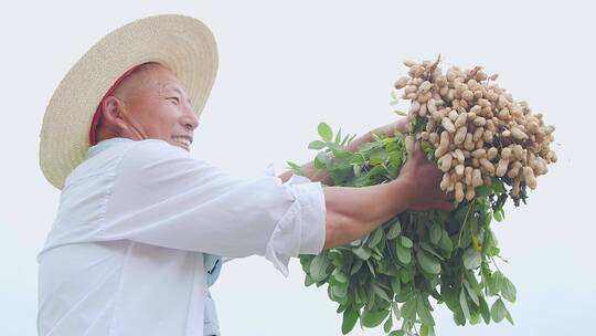 花生种植基地