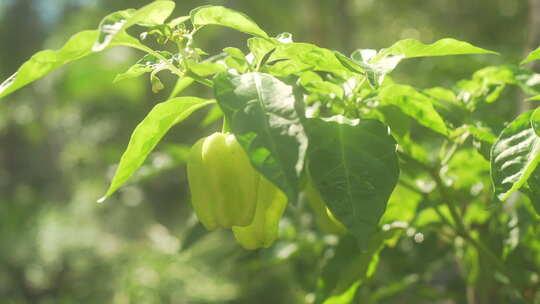 辣椒种植蔬菜园