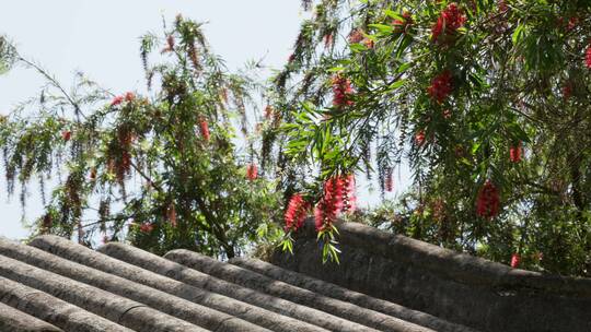 垂直红千层红花绿叶植物视频唯美素材夏天