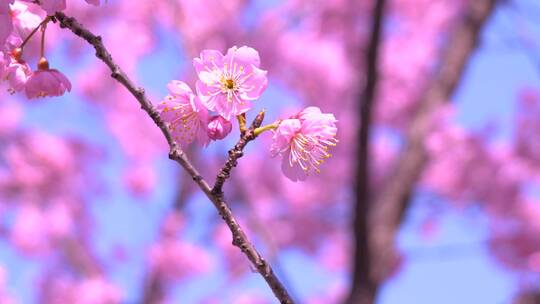 武汉大学樱花盛开蜜蜂采蜜特写