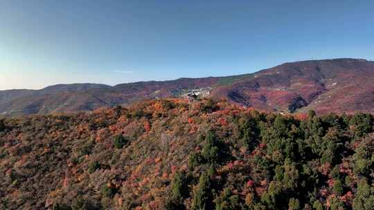 秋日红叶森林航拍满山红叶