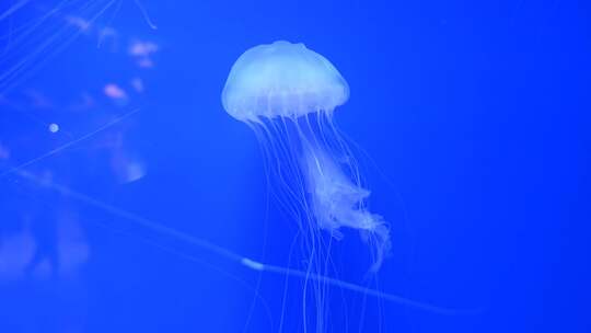 蓝色海洋中的水母海洋生物在水中游动