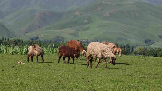 新疆那拉提羊群