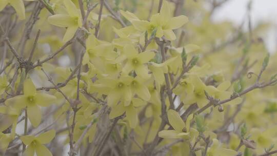 迎春花开特写LOG