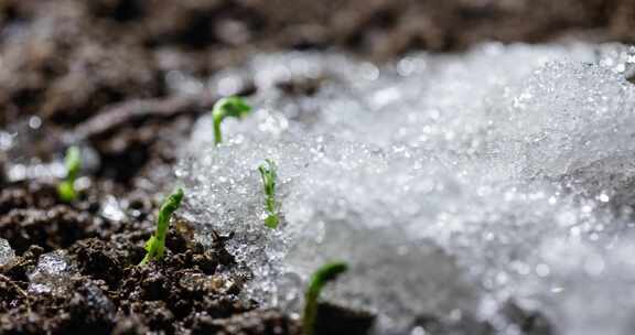 冬去春来冰雪消融植物生长种子发芽