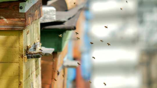 养殖蜜蜂视频素材模板下载