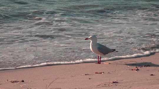 沙滩边的海鸥