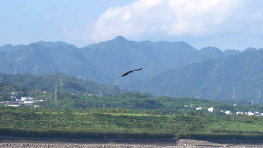 湖北宜昌三峡老鹰在空中翱翔