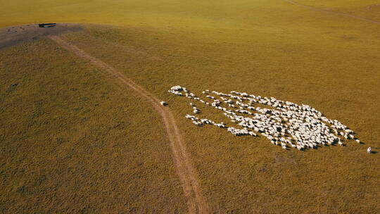内蒙古草原绵羊群奔跑
