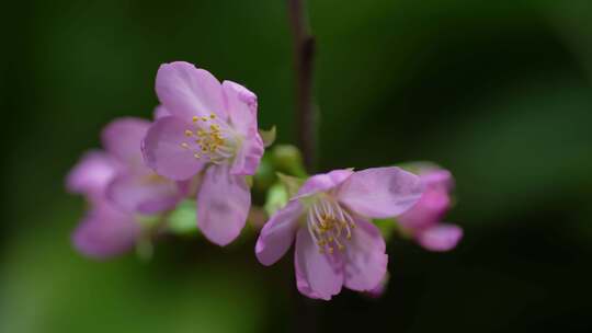 春天粉色樱花早樱花卉