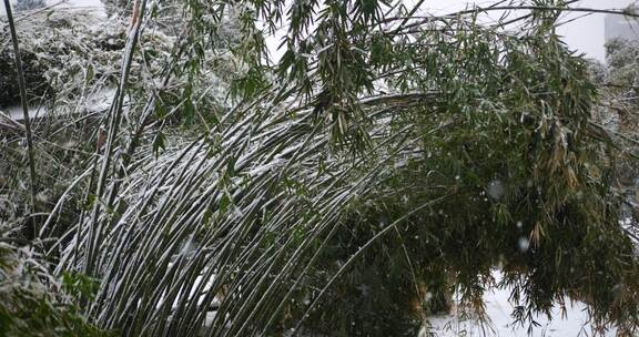 竹林下大雪