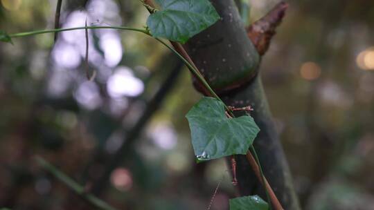 雨水滴落植物叶片合集