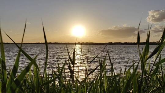 夕阳 落日 芦苇 平静 湖面