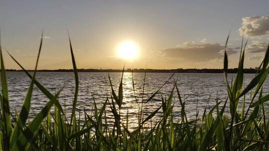 夕阳 落日 芦苇 平静 湖面视频素材模板下载