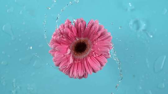 雏菊，花，水飞溅，旋转
