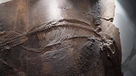 生物进化脊椎化石