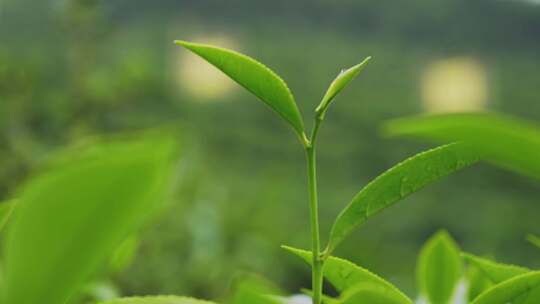 茶叶茶山茶园红茶绿茶春茶