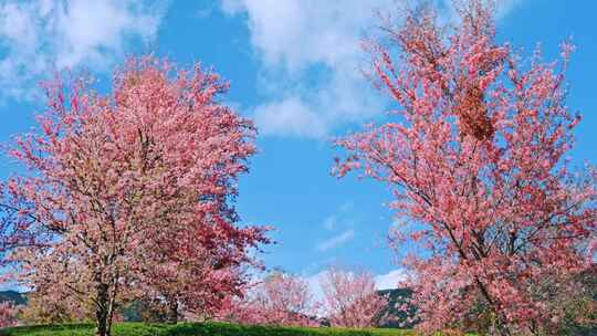 大理无量山樱花谷