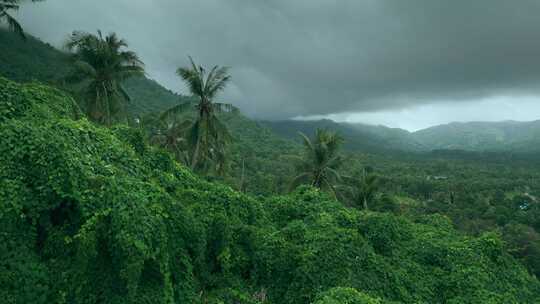 丛林绿色雨林热带自然热带岛屿绿色植被棕榈视频素材模板下载