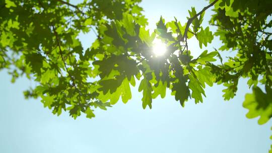在夏日的阳光下，橡树树叶下