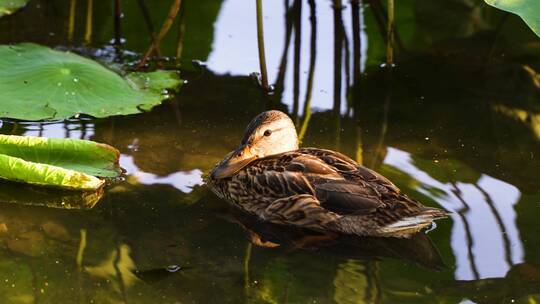 野鸭在水面休息梳理羽毛