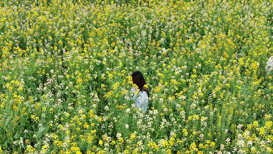 中国广东省广州市南沙区东涌油菜花