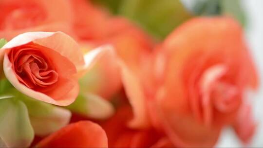 橙色海棠花的特写