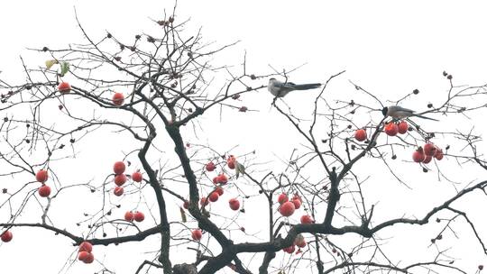 深秋初冬扬州瘦西湖在柿子树上觅食的喜鹊