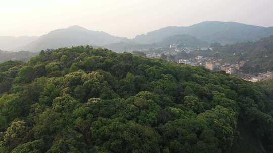 森林山林树林小镇古村落易武茶园