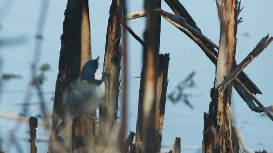 小鸟在芦苇丛觅食远东山雀