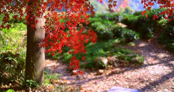 秋天阳光穿过树叶唯美红叶红枫光影