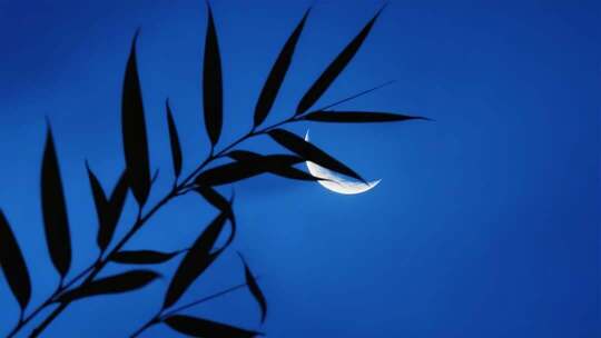 夜幕下树枝树叶剪影月亮
