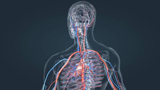医学3D人体血管心血管循环系统三维动画