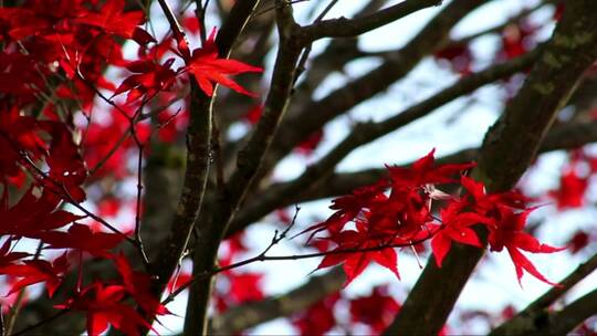 风中微动的日本枫树