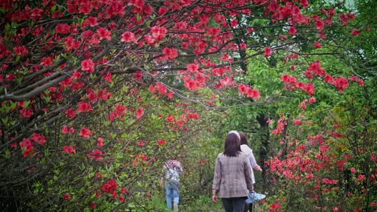 高山杜鹃花6