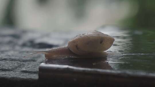 蜗牛在雨后吮吸地面的雨水