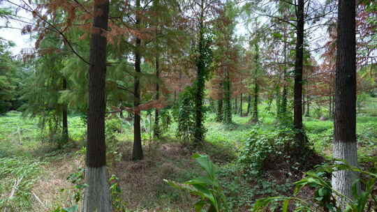 武汉江夏区藏龙岛国家湿地公园