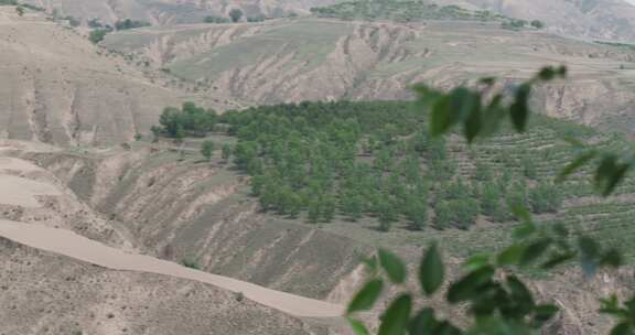 黄土高原绿化植树 绿化定边